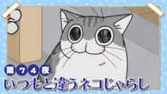 Night 74: A Different Kind of Cat Teaser