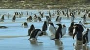 Penguin Shores