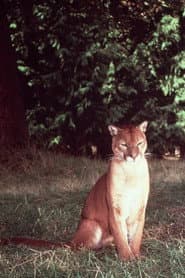 Seeta the Mountain Lion