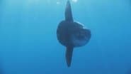 Giants of the Deep