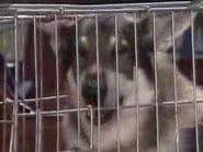Rabies
