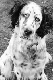 Banjo the Dog