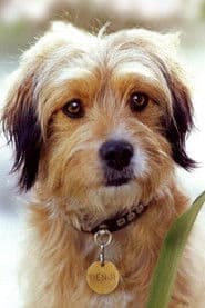 Benji