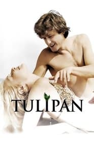 Tulipan