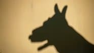 Shadow / Shade