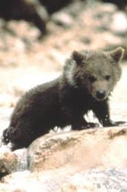 The Bear Cub