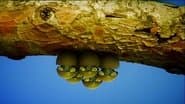 Cicada Do Brazil