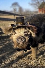 The Pig
