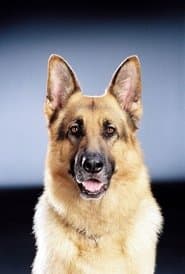 Rex