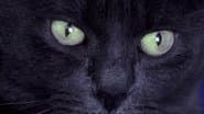 Feline Phantom in Minnesota and More