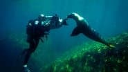 Sea of Cortez