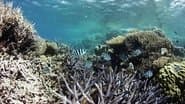 Living Reef