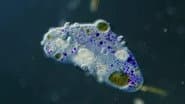The Gruesome Tale of the Hitchhiking Parasite