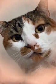 The Cat of Every Dream