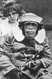 A Chimp