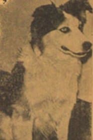 The Dog