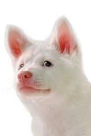Puppy Gohan