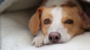 Can Dogs Talk?