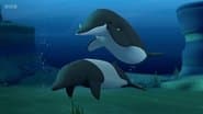 Whales of Mystery
