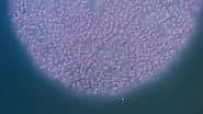 The Purple Bacteria That Are Afraid of Oxygen