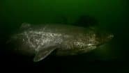 Jaws in Illinois