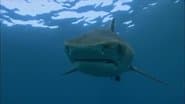 In Shallow Water
