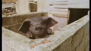 The Truth About Porkies