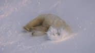 Arctic