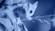 Possum Power