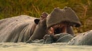The Hippo