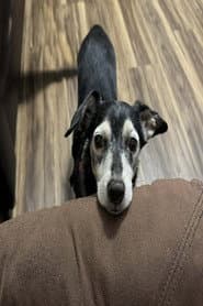 The Dog