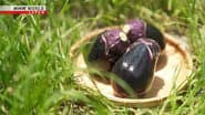 Eggplants