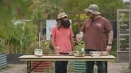 Episode 6 Perennial Border, Botanical Art, Jewish & Maple