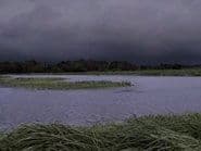 Voodoo Bayou