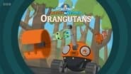 Orangutans