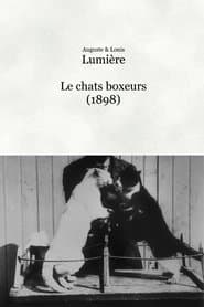 Les chats boxeurs