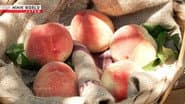 Peaches