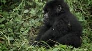 Great Apes