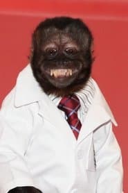 Bar Monkey