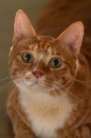 Meowmeow