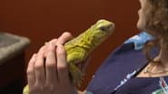 Lizard of Oz