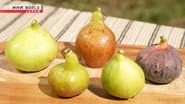FIG