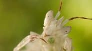 Courtship