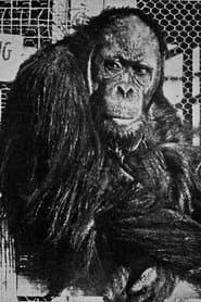 Chimp