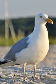 Seagull 1