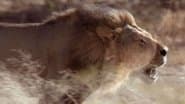 Cat Fight
