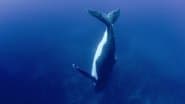 Whales and Dolphins
