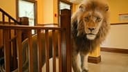 Panthera leo