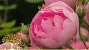 Серія 16