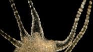 The Beautiful, Brutal Tentacles of Hydra
